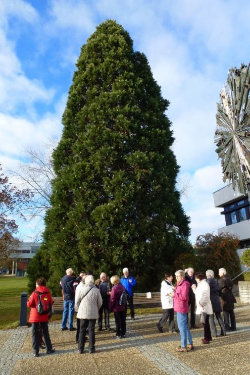 tannenbaum