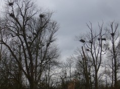 brütende Reiher und Kormorane